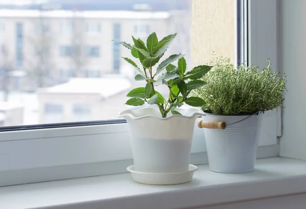 Green plants on the windowsill in winter — Stock Photo, Image