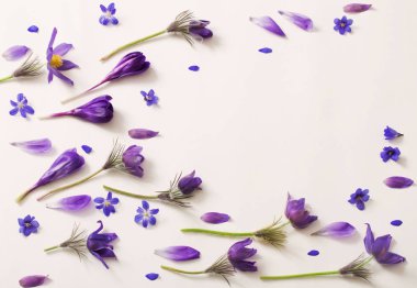 Mor çiçekler üzerinde beyaz bir arka plan bahar