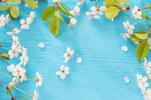 Bird Cherry Branch Wooden Background — Stock Photo, Image