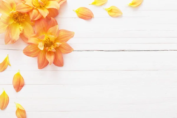 Background with flowers dahlias — Stock Photo, Image