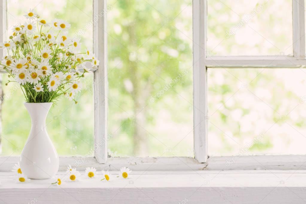 chamomile in vase on windowsill