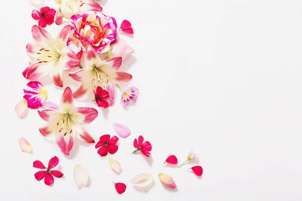 Sommerblumen auf weißem Hintergrund — Stockfoto