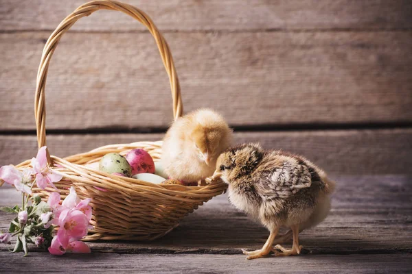 Poulet et oeuf de Pâques sur un vieux fond en bois — Photo