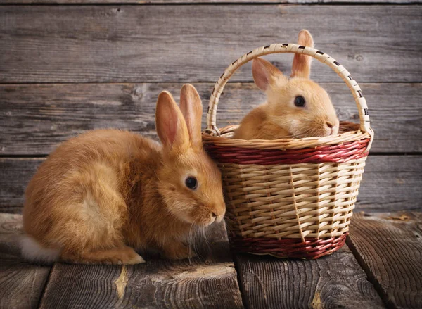 Два червоних кролика на старому дерев'яному фоні — стокове фото