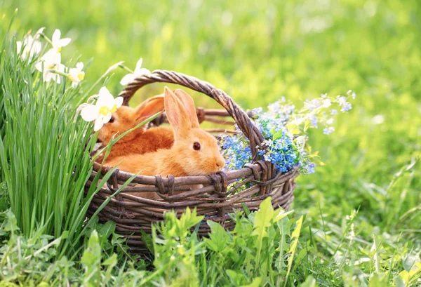 Red bunnies in basket on grass — Stock Photo, Image