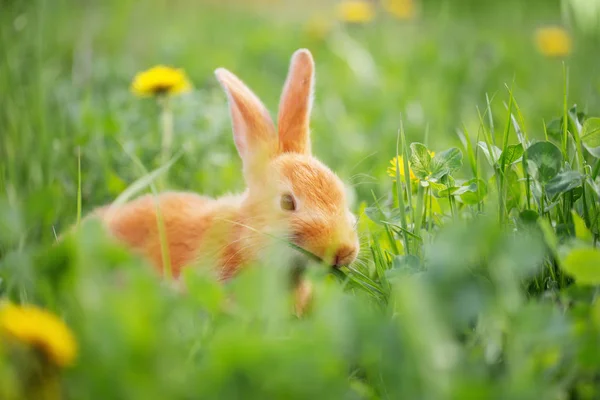 Червоний кролик в траві — стокове фото