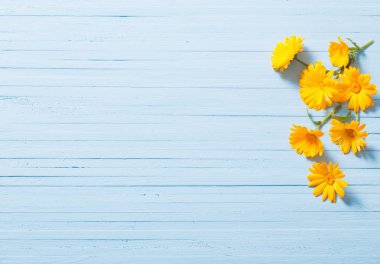 Mavi ahşap zemin üzerine Calendula çiçekler