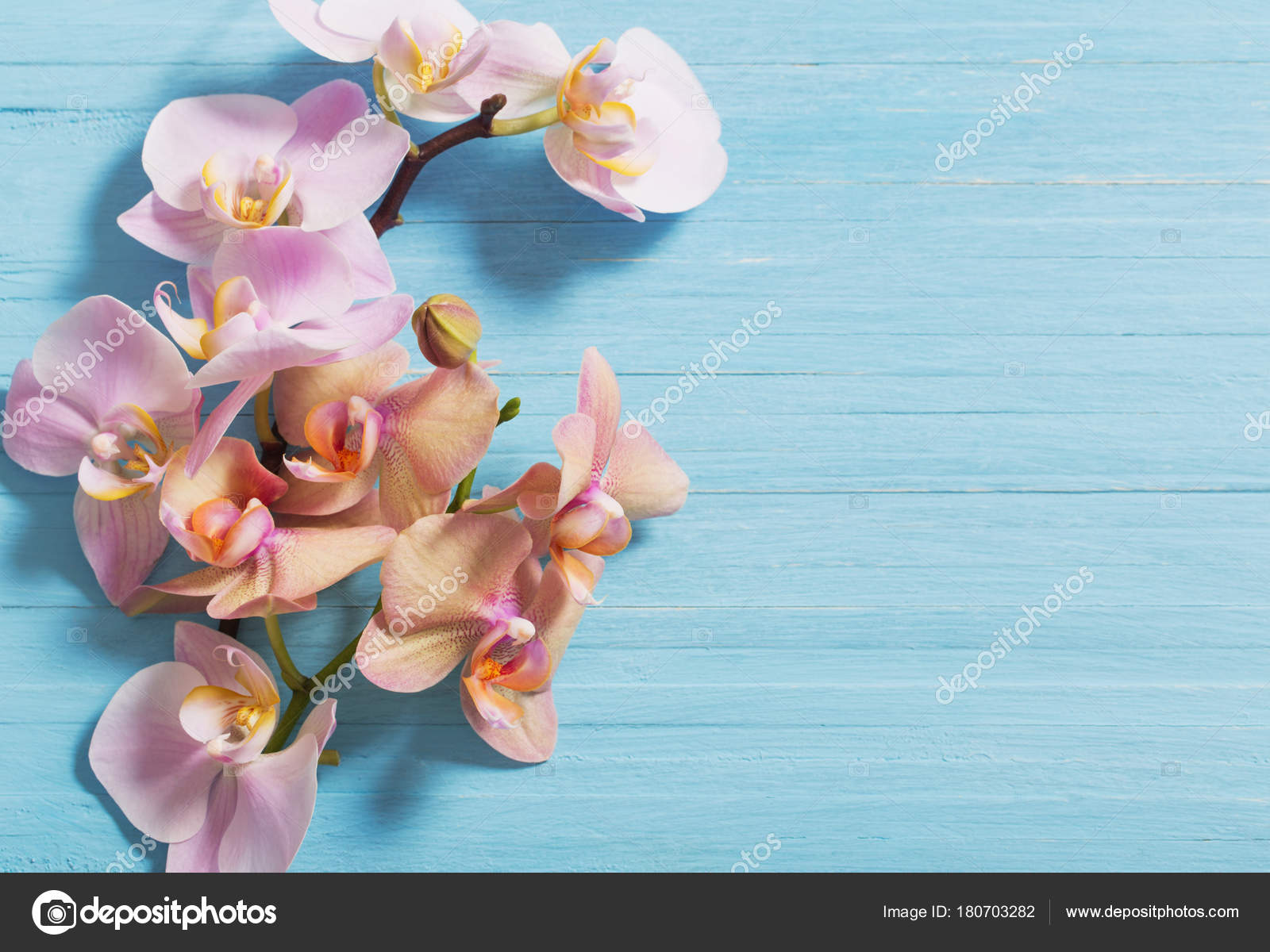 Orchidée jaune et violette images libres de droit, photos de Orchidée jaune  et violette | Depositphotos