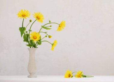 beyaz zemin üzerine sarı papatya