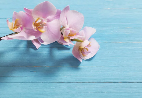 Orkide cins Stadyumu mavi ahşap arka plan