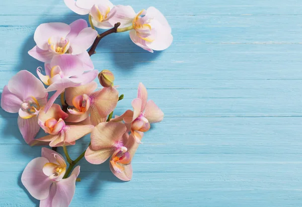 Orchidea su fondo di legno blu — Foto Stock