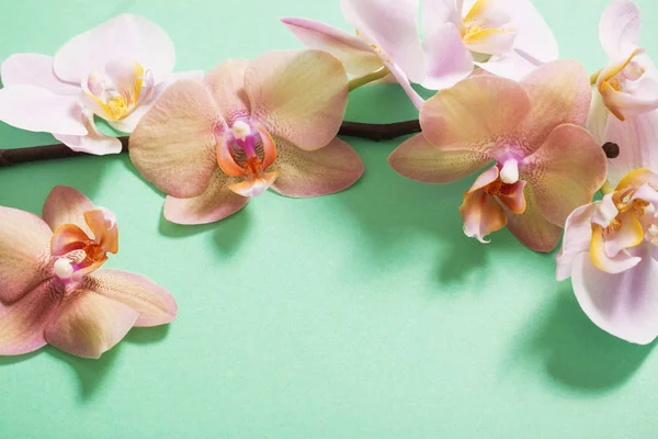 Орхідеї на зеленому фоні — стокове фото