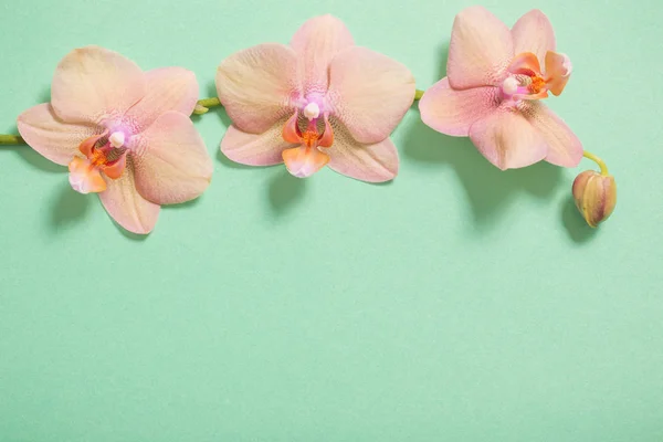 Орхідеї на зеленому фоні — стокове фото