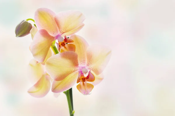 Orquídea amarela em fundo pastel brilhante — Fotografia de Stock