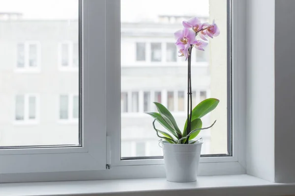 Beautiful orchids on windowsill — Stock Photo, Image