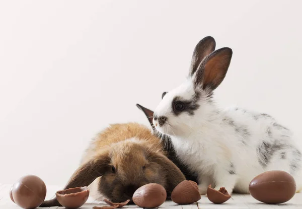 Кролики Шоколадными Яйцами Белом Фоне — стоковое фото