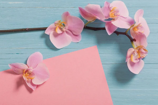 Orquídea sobre fondo de madera azul —  Fotos de Stock