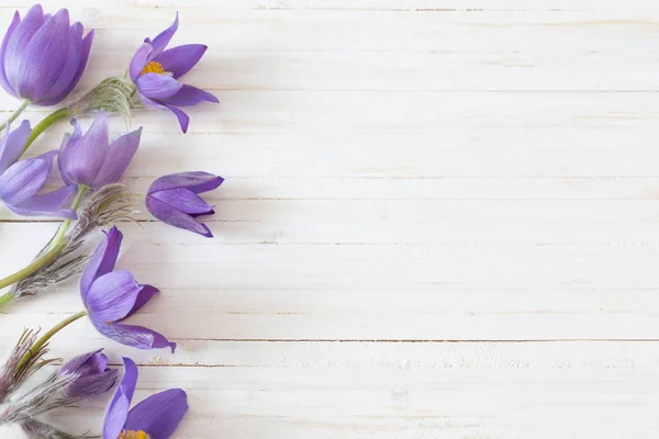 Flores Violetas Primavera Sobre Fondo Blanco Madera —  Fotos de Stock
