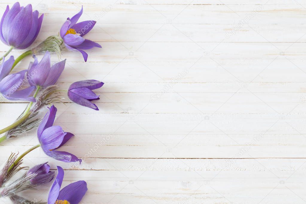 spring violet flowers on white wooden background