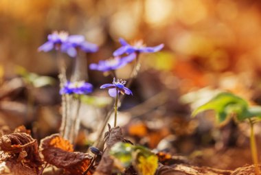 Gün batımında mavi kardelen yakın çekim