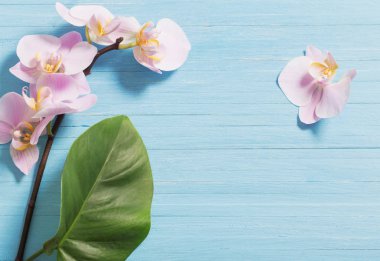 Orkide cins Stadyumu mavi ahşap arka plan