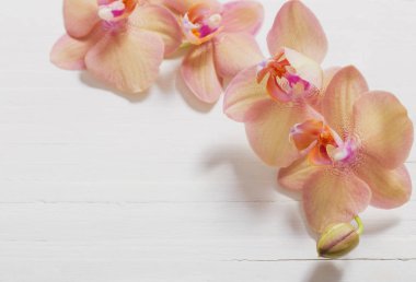 Orkide Beyaz ahşap zemin üzerinde