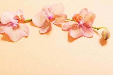 Orkide turuncu zemin üzerine