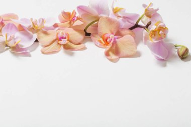 Orkide beyaz zemin üzerine