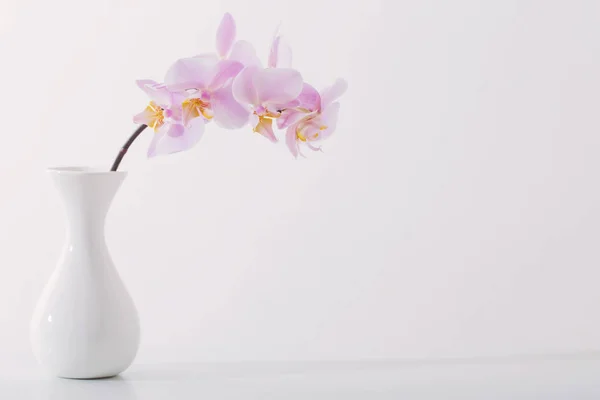 Красиві орхідеї в білій вазі на білому столі — стокове фото
