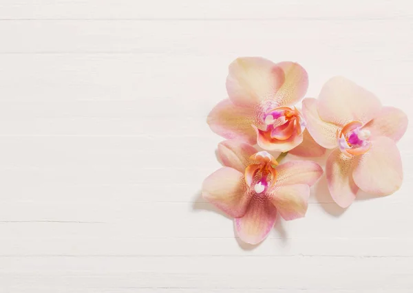 Orkidéer på vit trä bakgrund — Stockfoto