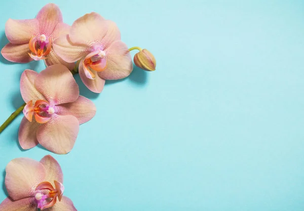 Orchidées sur fond bleu — Photo