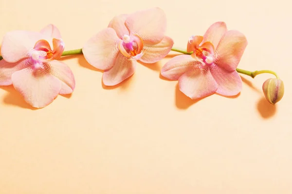 Orquídeas em fundo laranja — Fotografia de Stock