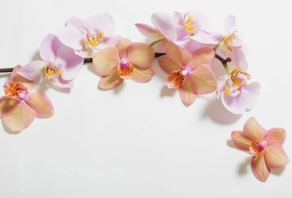 Orchidées sur fond blanc — Photo