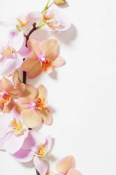 白い背景の上の蘭の花 — ストック写真