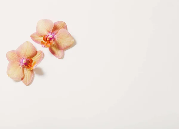 Orquídeas sobre fundo branco — Fotografia de Stock