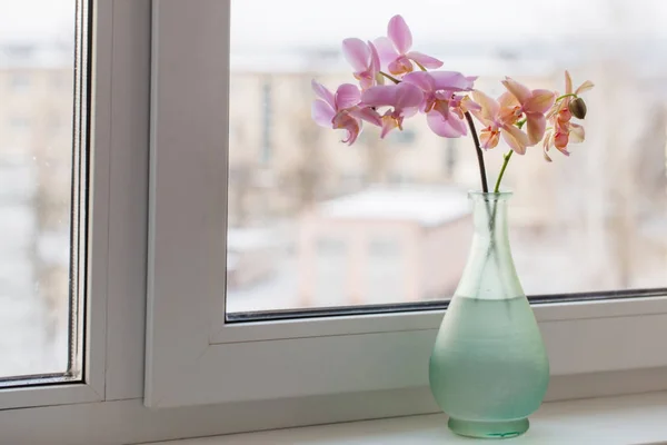 Орхидея в зеленой вазе на подоконнике — стоковое фото