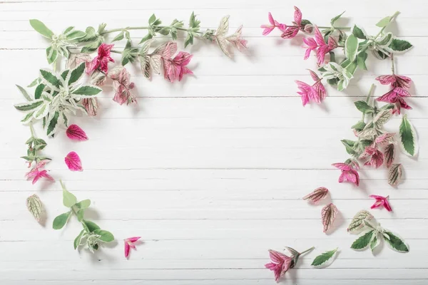 Sábio decorativo em fundo de madeira branca — Fotografia de Stock