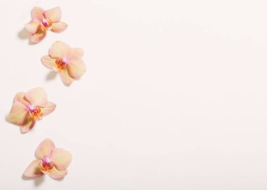 Orkide beyaz zemin üzerine
