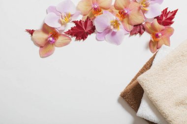 Orkide beyaz zemin üzerine