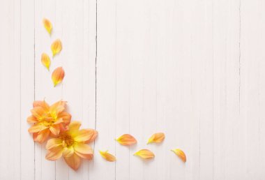 arka plan ile çiçek dahlias