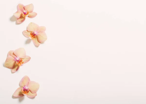 白い背景の上の蘭の花 — ストック写真