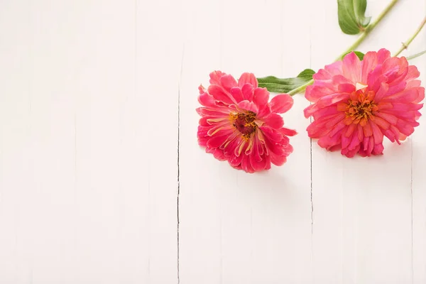 Hintergrund mit Zinnia-Blumen — Stockfoto