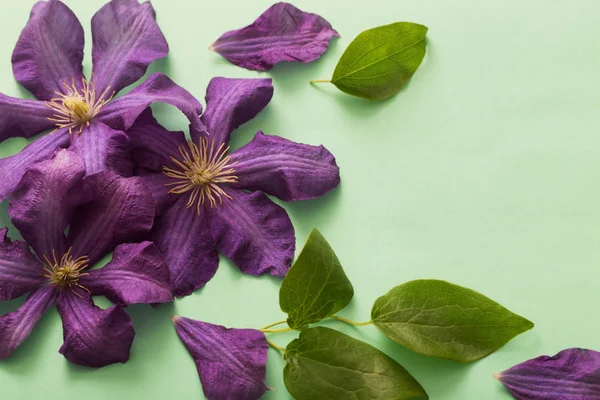 Background with purple clematis — Stock Photo, Image