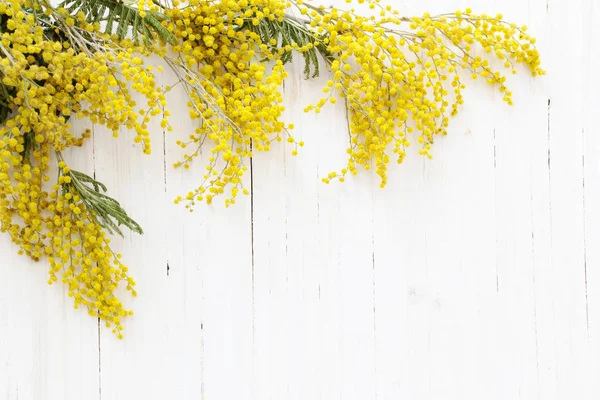 Mimosa sur fond bois blanc — Photo
