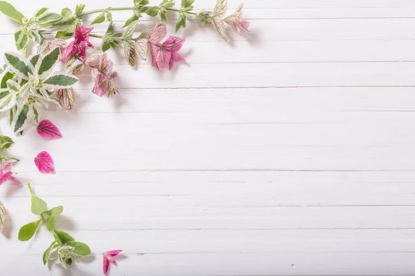 Sábio decorativo em fundo de madeira branca — Fotografia de Stock