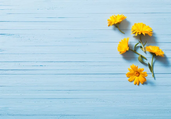 Calendula flowers on blue wooden background — Stock Photo, Image