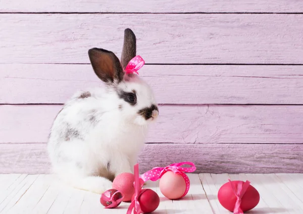 复活节兔子和蛋 — 图库照片