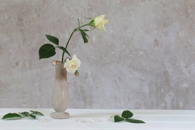 Vazodaki güller eski beyaz arka planda