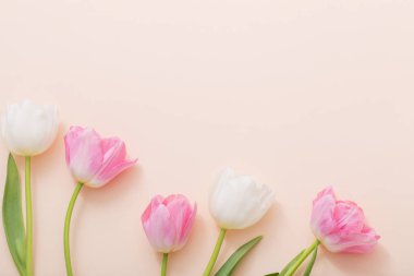 Kağıt arka plan üzerine pembe ve beyaz laleler