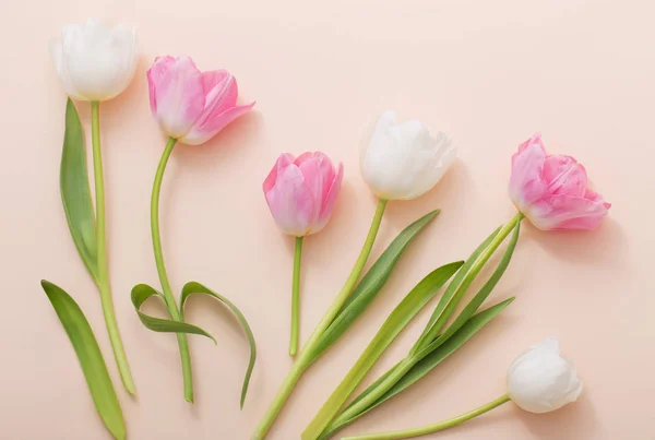 Tulipes roses et blanches sur fond de papier — Photo